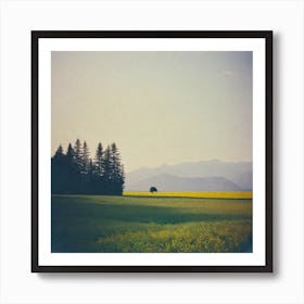 Field Of Yellow Art Print