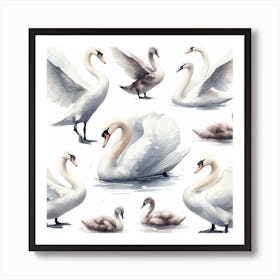 Swans 15 Art Print
