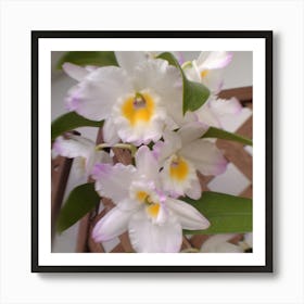 Orchids 5 Art Print