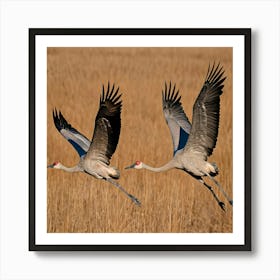 Sandhill Cranes In Flight 4 Art Print