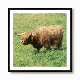 Highland Cow in Scotland Field Countryside  Art Print