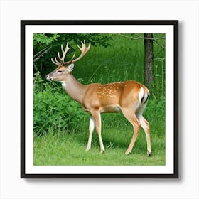 Deer Buck Doe Antlers Herbivore Mammal Graceful Elegant Wildlife Forest Meadow Grazing A (3) Art Print