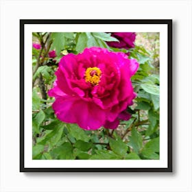 Peony 5 Art Print