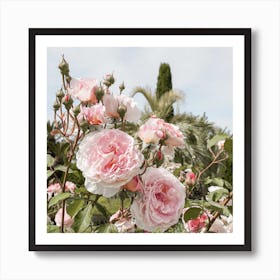 Pink Roses Garden Square Art Print