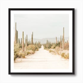 Cactus Lined Dirt Road Square Art Print