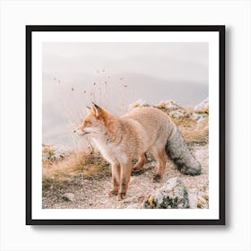 Red Fox Scenery Art Print