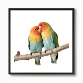 Lovebirds On Branch Isolated On White Background Poster