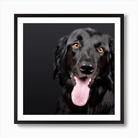 Black Dog With Tongue Out Art Print