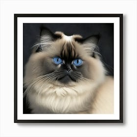 Himalayan Cat with Blue Eyes Art Print