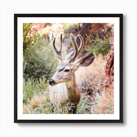 Deer Square Art Print