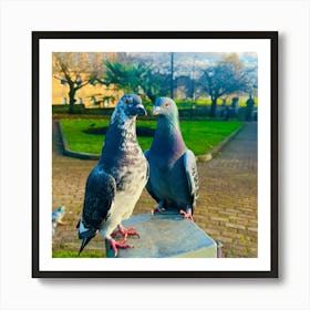 Pigeon In Love Art Print