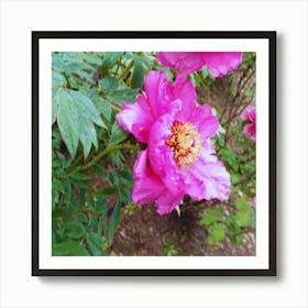 Peonies in Japan 3 Art Print