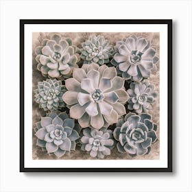 Succulent Botany Cacti Plant Art Print