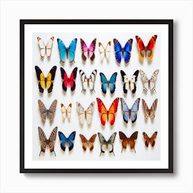 Butterfly Collection,Beautiful butterfly collection Art Print