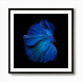 Blue Siamese Fighter Fine Art Print Art Print