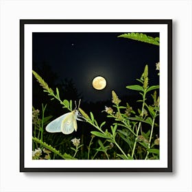 Butterfly In The Moonlight Art Print