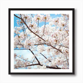 Cherry Blossoms 6 Art Print