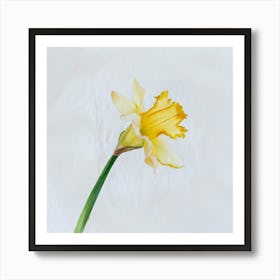 Daffodil 4 Art Print