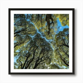 Tree Canopy Art Print