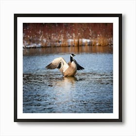 Firefly Head, Lake, Canada, Bird, Outdoors, Canadian Goose, Winter, Resting, Wing, Fowl, Water Bird, (8) Art Print