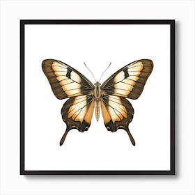 Butterfly 14 Art Print