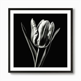 Black And White Tulip, Lighting Art Print