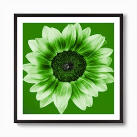 Lime Green Sunflower Square Art Print