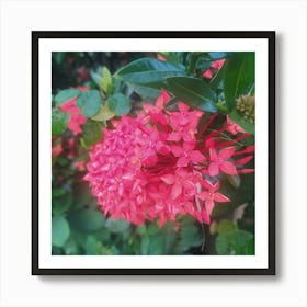 Hibiscus flower Art Print