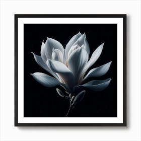 White Magnolia Flower on Black Background Art Print