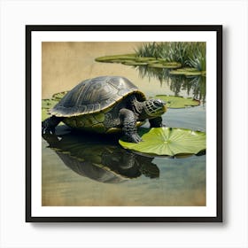 Turtle On Water Lily Art Print