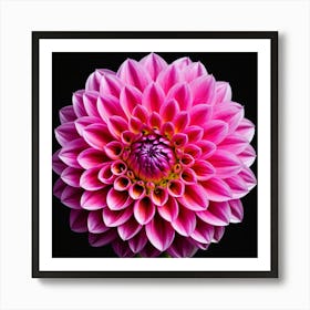 Vibrant pink dahlia flower 5 Art Print