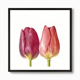 Watercolor Tulips Art Print