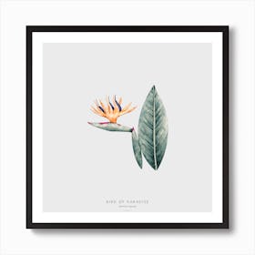 Bird Of Paradise Off White Square Art Print