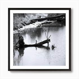 Bird Mission Creek Art Print