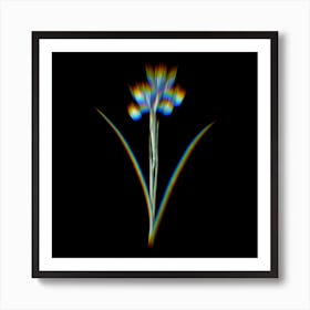 Prism Shift Spanish Iris Botanical Illustration on Black Art Print