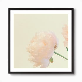 Peony Art Print