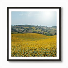 Sunflowers - Le Marche, Italy Art Print
