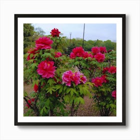 Peonies In Bloom in Japan Art Print