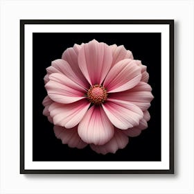 An up-close photograph of a single, light pink flower with a yellow center, against a black background Art Print