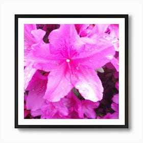 Pink Azaleas 4 Art Print