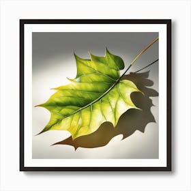 Shadow Of A Leaf Art Print