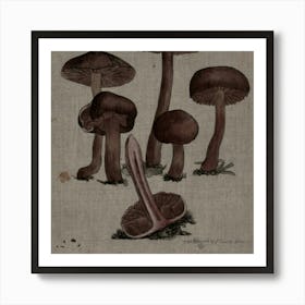 Fungi Art Print