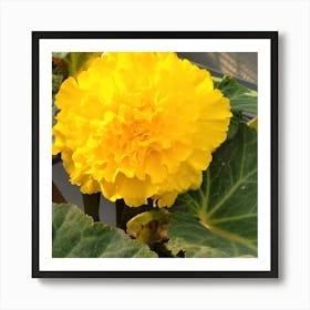 Yellow Geranium Art Print