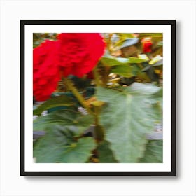 Red Begonia Flower Art Print