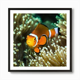 Clownfish In Anemone 5 Art Print