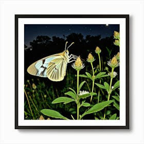 Butterfly At Night Art Print