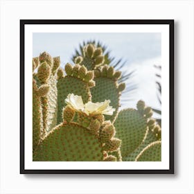 Blooming Cactus Plant Square Art Print