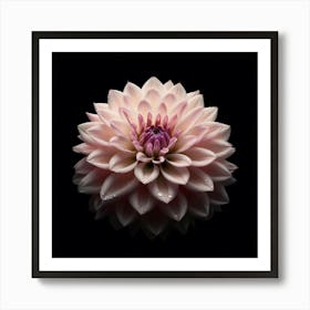 Pale Pink Dahlia Flower on Black Background Art Print