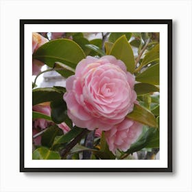 Pink Camellia 1 Art Print