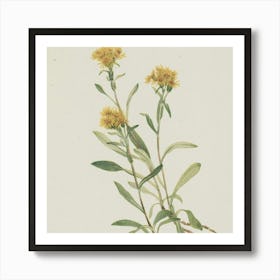 Yellow Sage Art Print